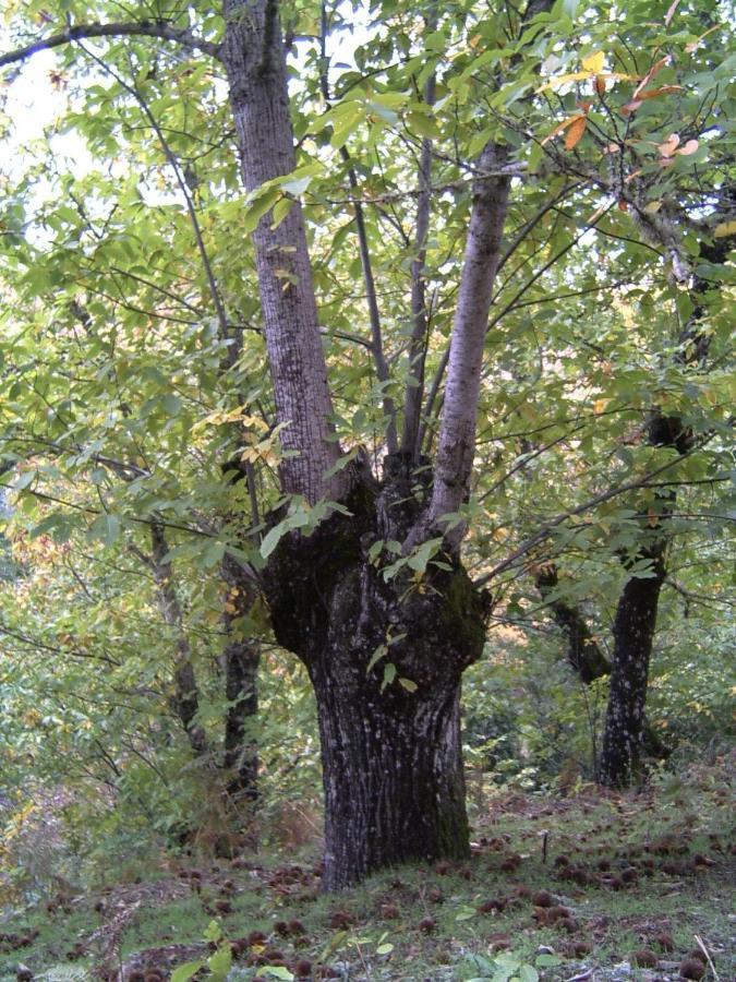 Viviendas Rurales Del Robledo Castano de Robledo 外观 照片
